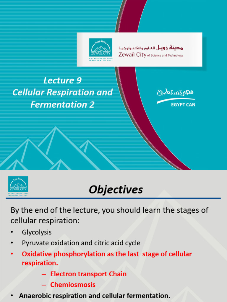 BIOL 101 Lecture 9 Cellular Respiration and Fermentation 2 | PDF ...