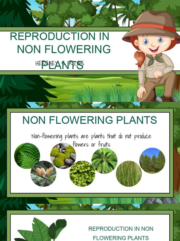 Reproduction in Non-Flowering Plants | PDF | Plants | Seed