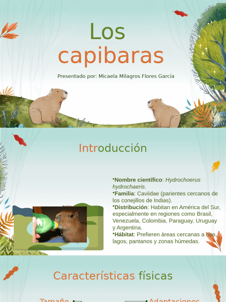 Infografía sobre el capibara | PDF