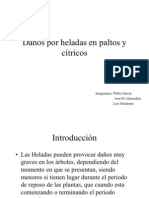 Daños Por Heladas en Paltos y Citricos