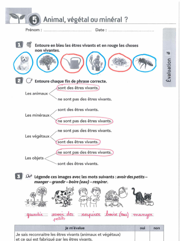 animal-vegetal-mineral-5-pdf