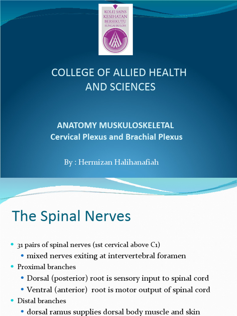 4-5cervical Brachial Plexus | PDF | Vertebral Column | Spinal Cord