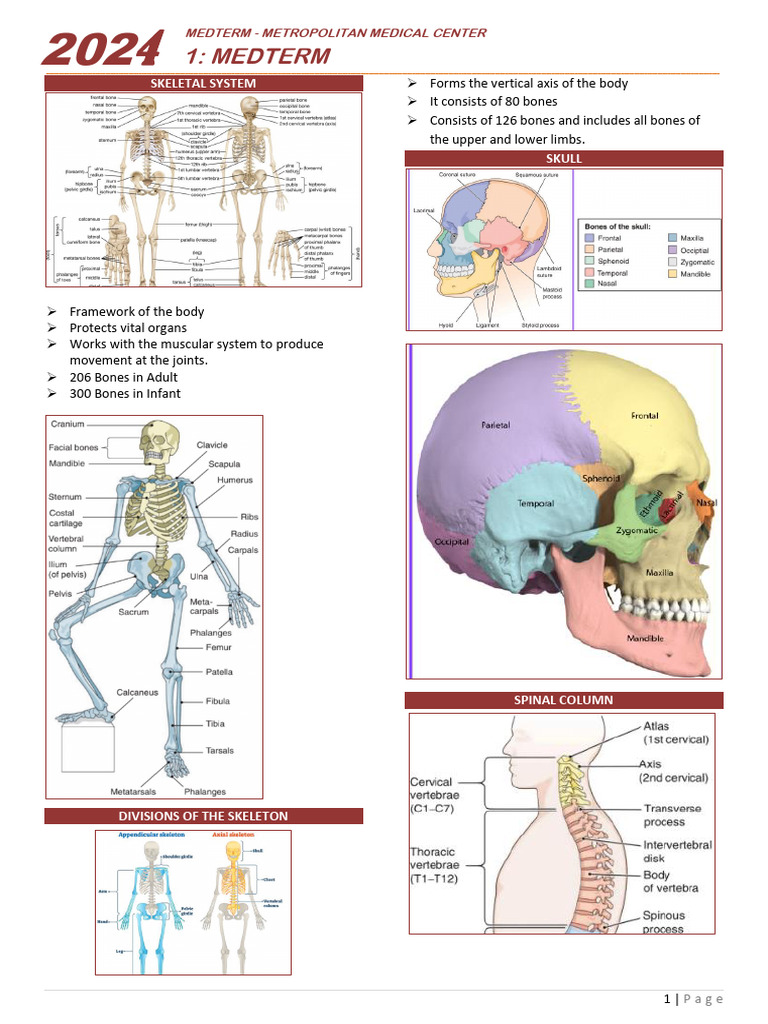 Skeletal System Overview and Bone Formation | PDF | Vertebral Column | Bone