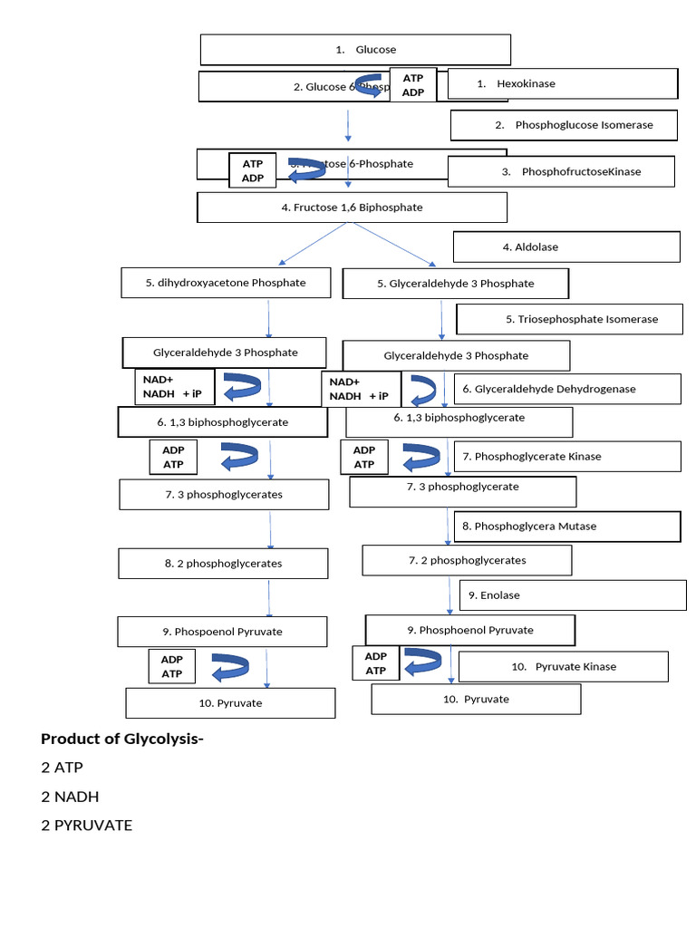 Glycolysis Process Overview and Outputs | PDF