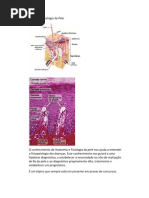 Anatomia e Fisiologia Da Pele