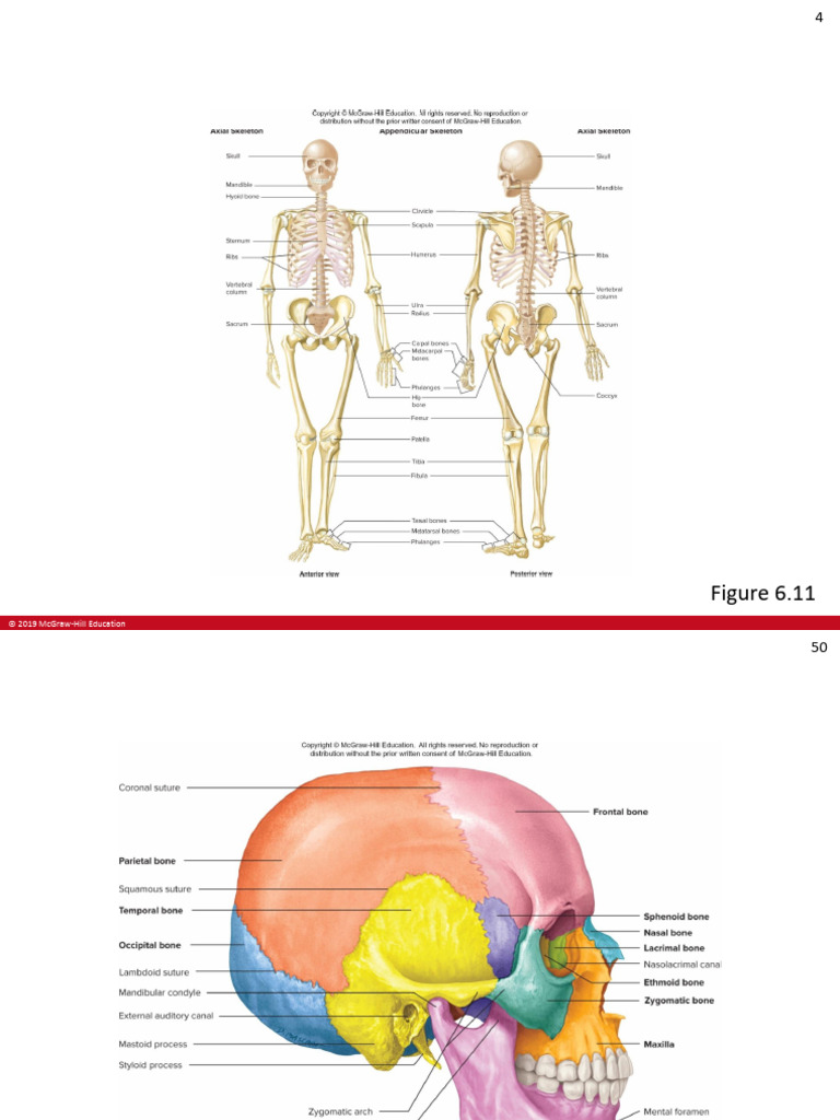 Bones | PDF