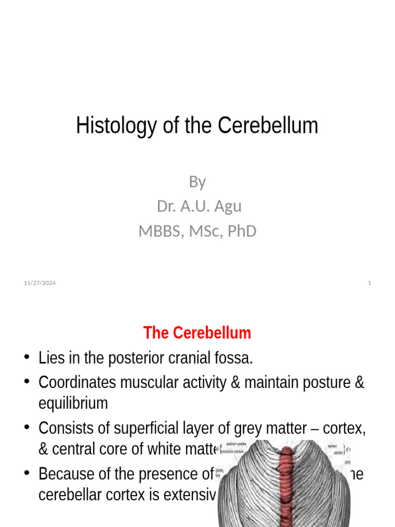 Cerebellum Histology Overview | PDF | Cerebellum | Brain