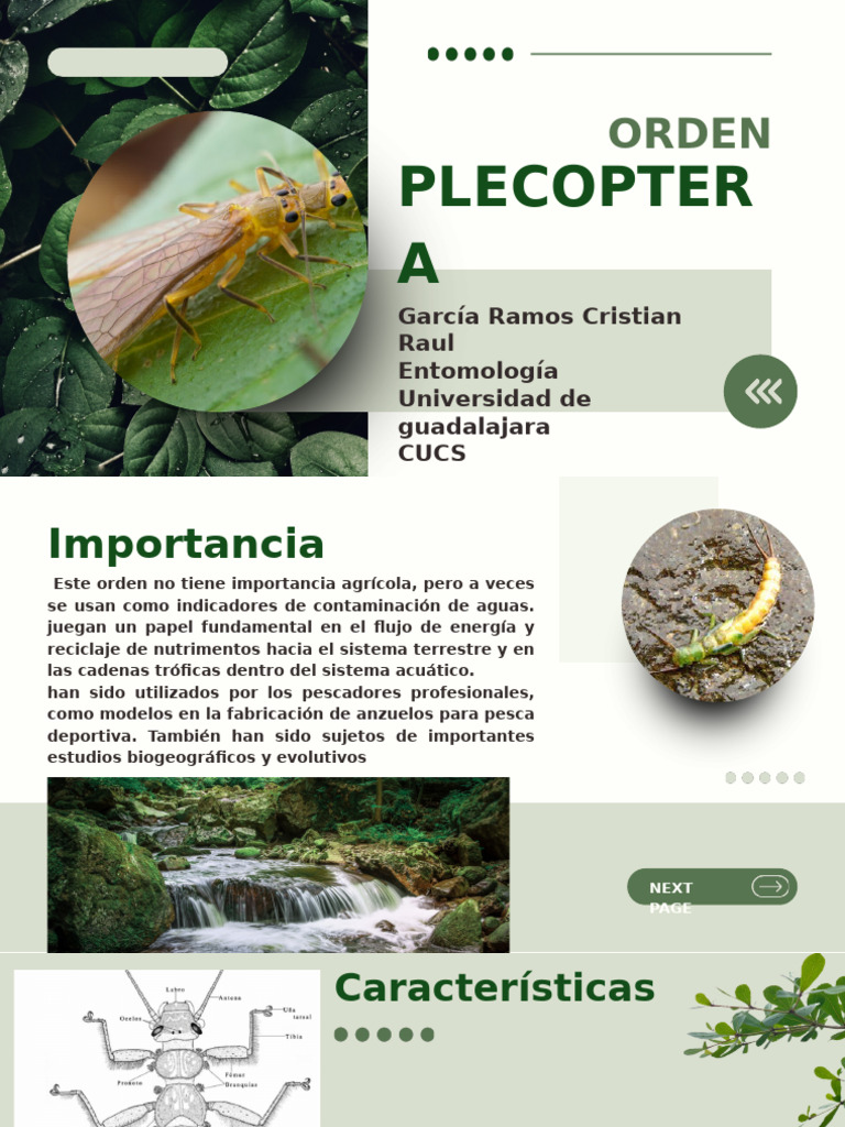 Características y Ecología de Plecoptera | PDF | Insectos