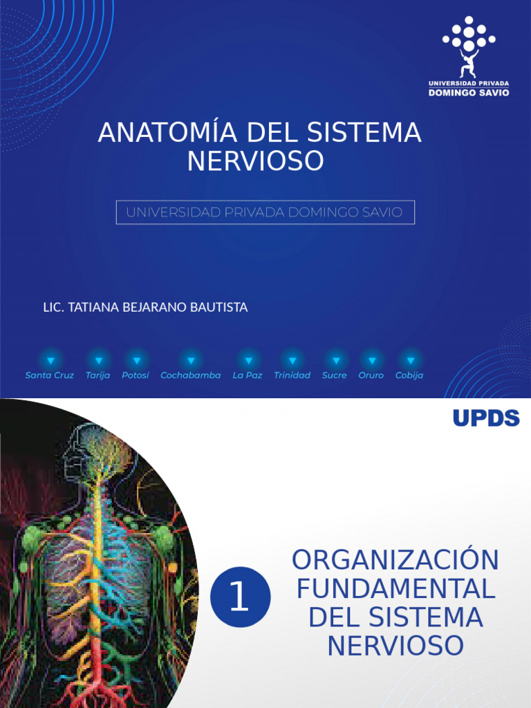 Tema 4 Anatomía Del Sistema Nervioso | PDF | Cerebro | Sistema nervioso ...