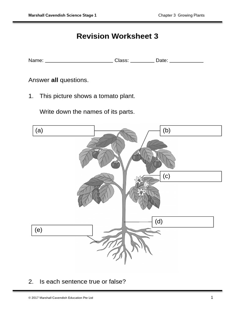 Plant Growth Revision Worksheet | PDF | Plants | Seedling