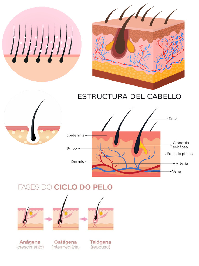 Pelo PDF | PDF