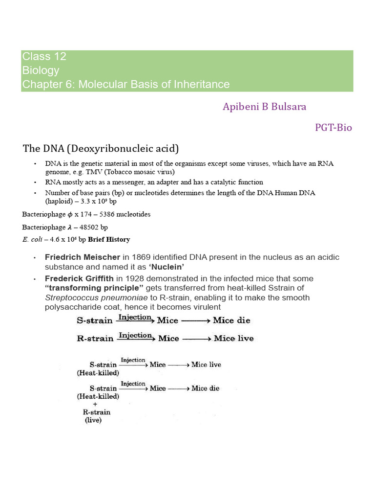 Molecular Basis of Inheritance Explained | PDF | Operon | Translation ...