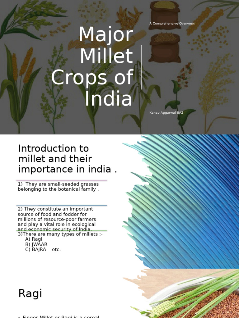 Major Millet Crops in India | PDF | Crops | Agriculture