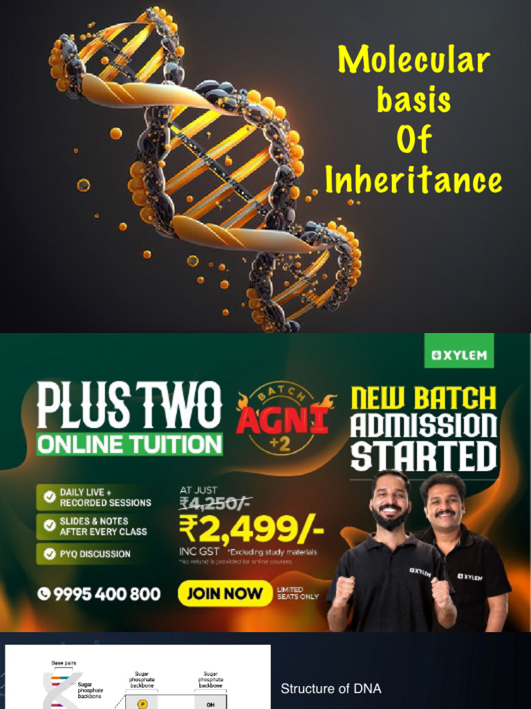 Molecular Basis of Inheritance | PDF | Genetic Code | Messenger Rna