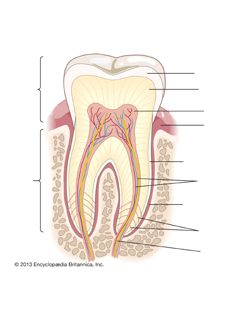 Unlabelled Tooth Diagram | PDF