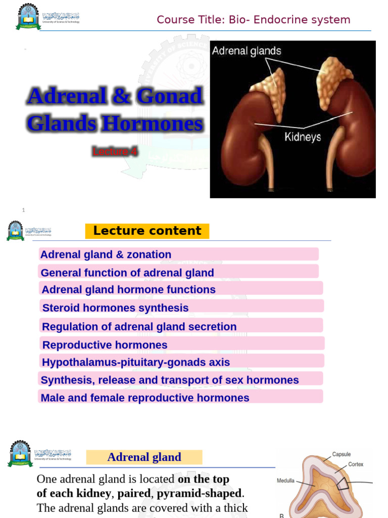 Adrenal and Gonadal Hormones Overview | PDF | Adrenal Gland ...