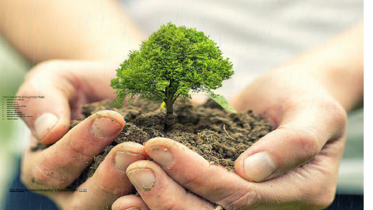 Gagan 6A Save Trees Project | PDF