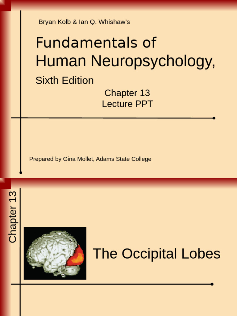 Revised OcciptalLobe | PDF | Visual Cortex | Visual System