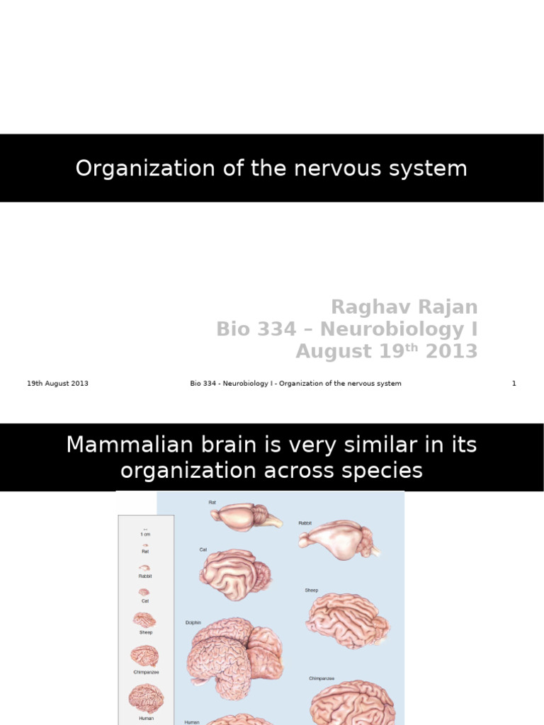 Lecture5 OrganizationofNervousSystem | PDF | Cerebral Cortex | Central ...