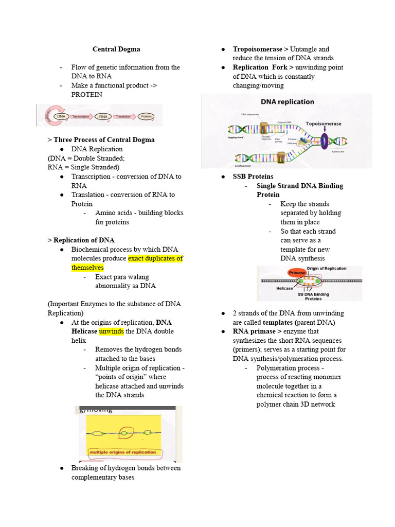 Central Dogma: DNA to Protein Process | PDF | Dna Replication | Dna