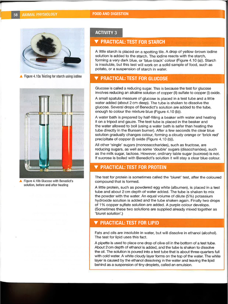 Y10 - Food Tests 1 | PDF