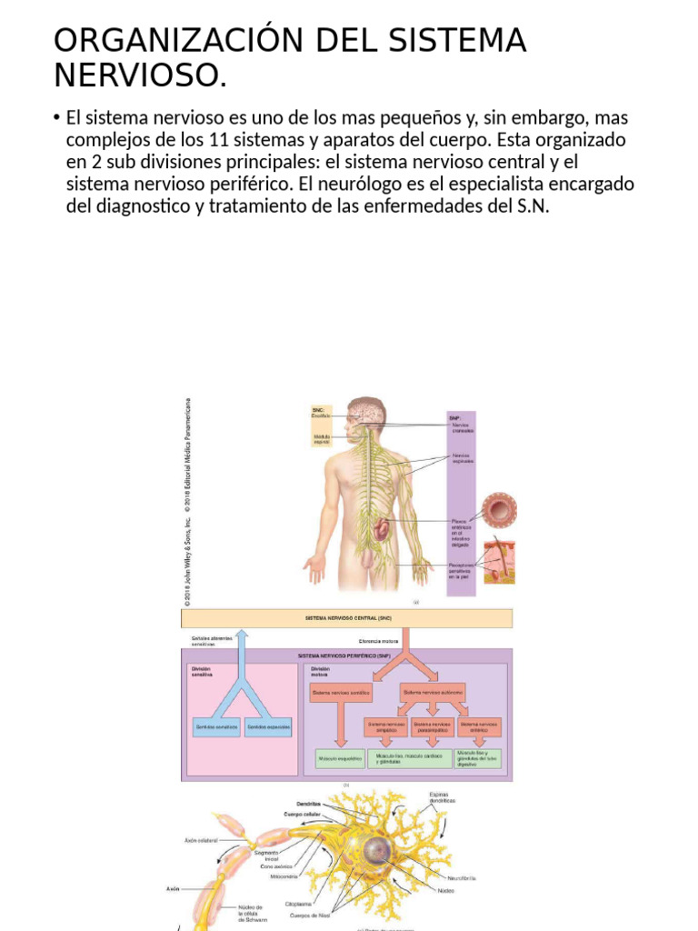 Estructura y enfermedades del sistema nervioso | PDF | Sistema nervioso ...