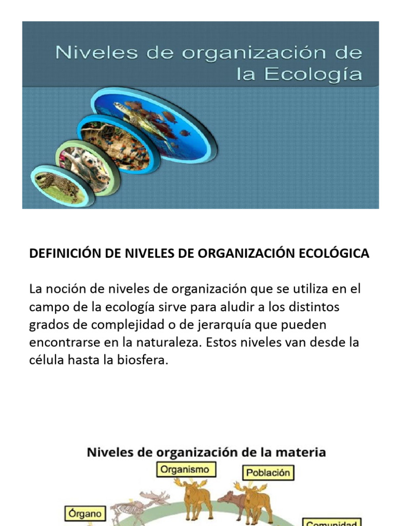 Niveles y Tipos de Ecosistemas | PDF | Ecosistema | Ecología