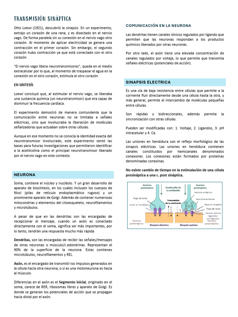 Transmisión Sináptica y Neurotransmisores | PDF | Sinapsis | Neurona