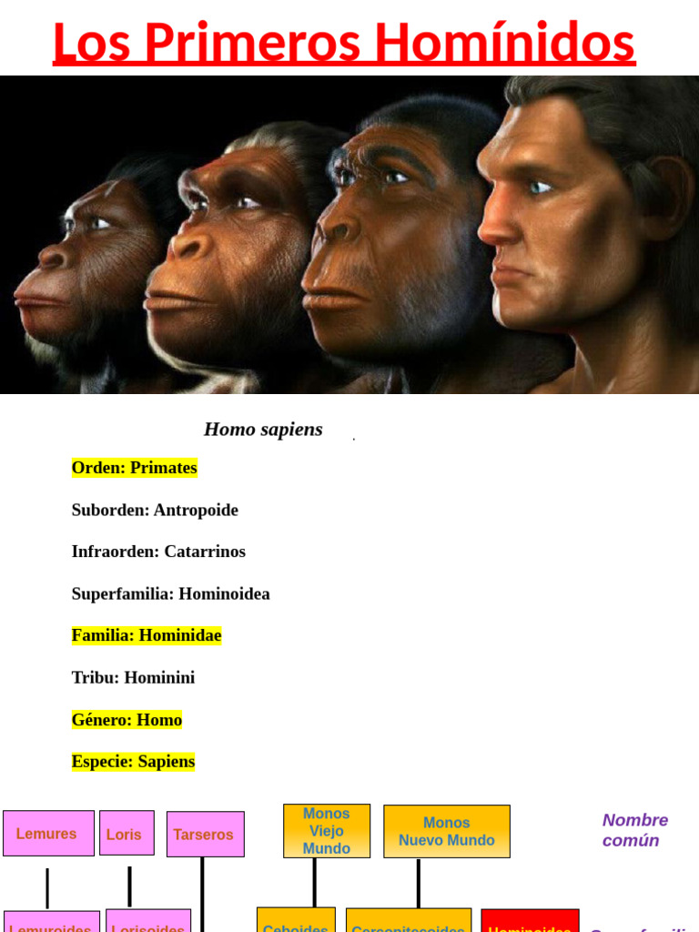 Tipos y Evolución de los Homínidos | PDF | Mono | Homo