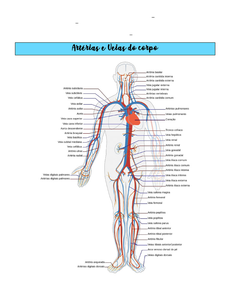Anatomia das Veias do Braço | PDF
