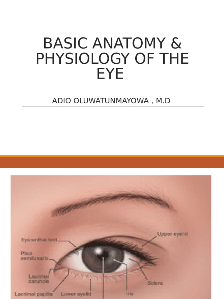Basic Anatomy and Physiology of The Eye | PDF | Retina | Human Eye