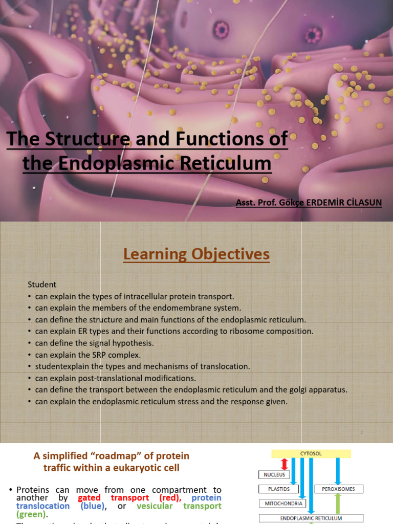The Structure and Functions of The Endoplasmic Reticulum | PDF ...