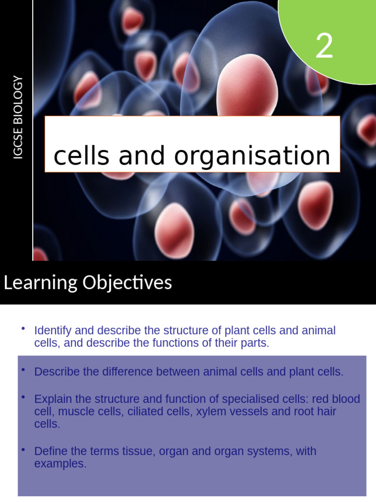 Cell Structure and Organisation Overview | PDF | Cell (Biology) | Cytoplasm