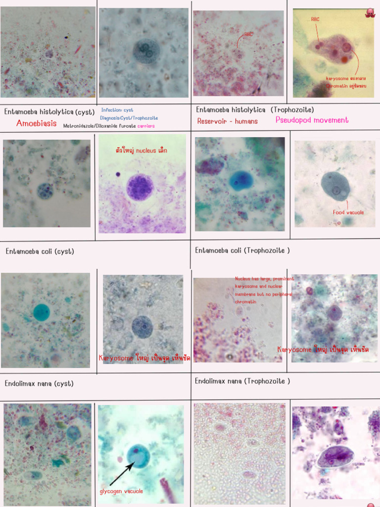 Protozoan and Helminth Parasites Overview | PDF | Plasmodium | Microbiology