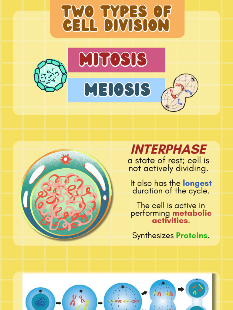 Mitosis vs Meiosis: Cell Division Explained | PDF | Mitosis | Meiosis