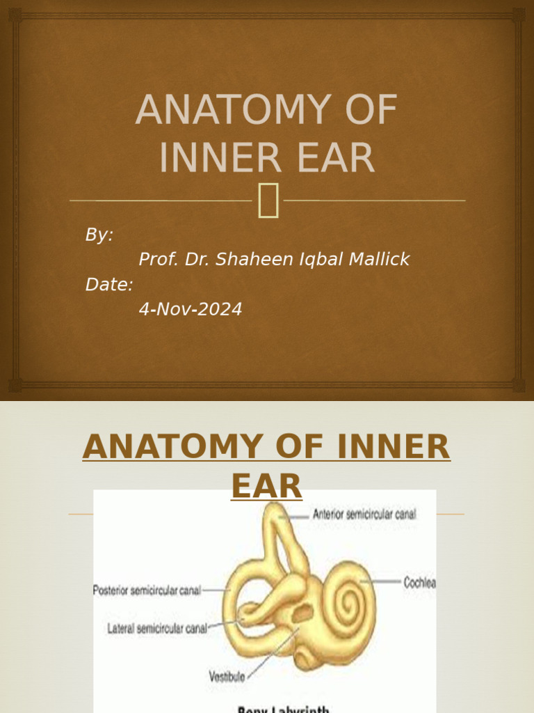 Inner ear anatomy | PDF | Vestibular System | Ear