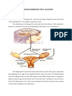Female Reproductive Anatomy: Internal