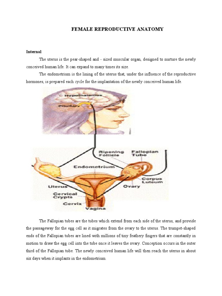Female Reproductive Anatomy: Internal | PDF | Luteinizing Hormone ...