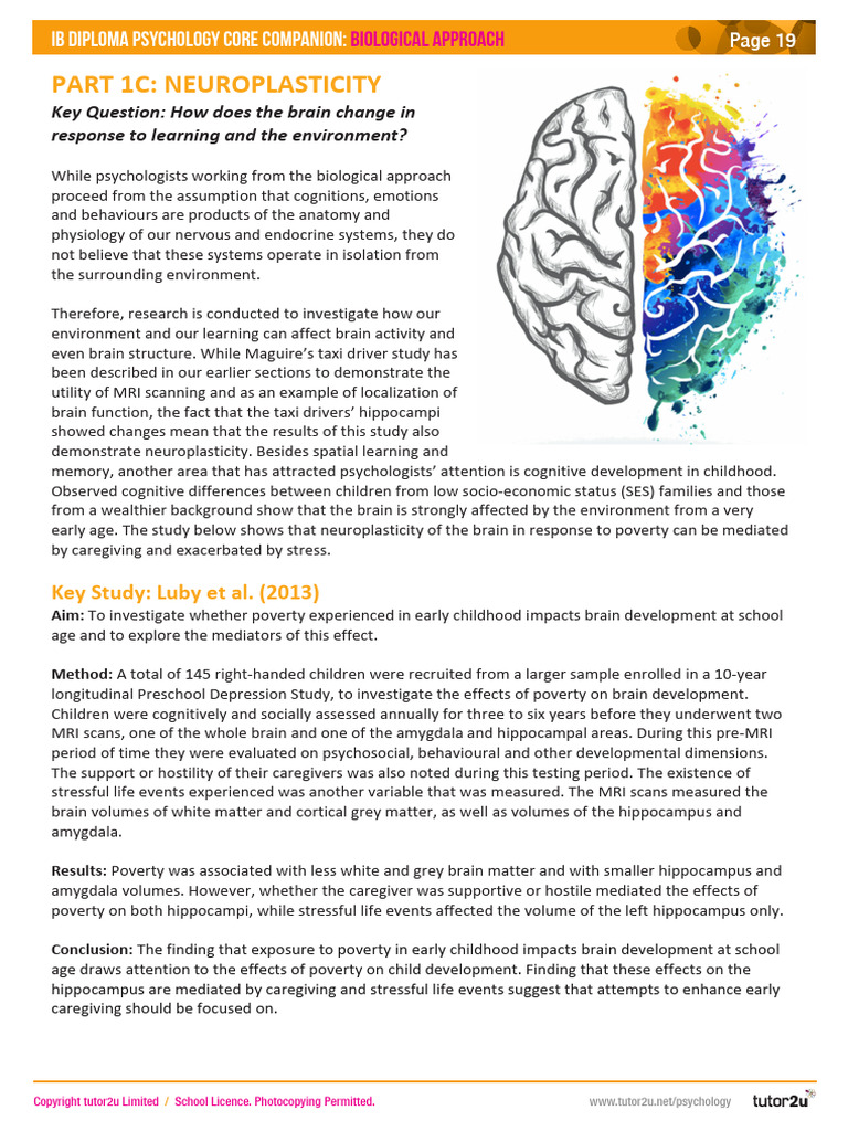 Part 1C Neuroplasticity | PDF | Hippocampus | Neuroplasticity