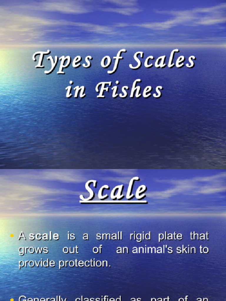 Types of Scales in Fishes - 20240522 082915 | PDF