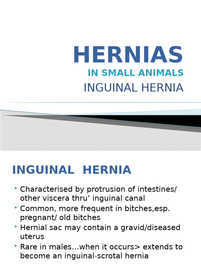 Inguinal and Perineal Hernias in Dogs | PDF | Urinary Incontinence | Rectum