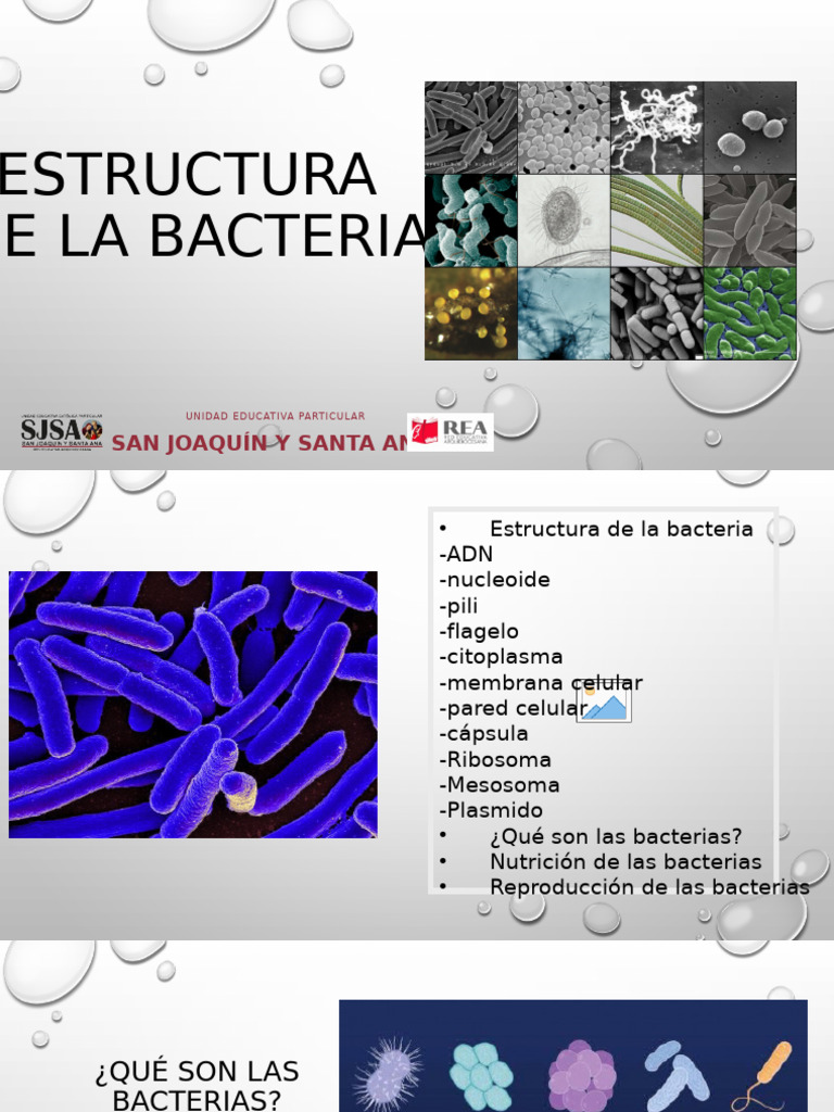 Estructura y Reproducción de Bacterias | PDF | Las bacterias | Biología ...