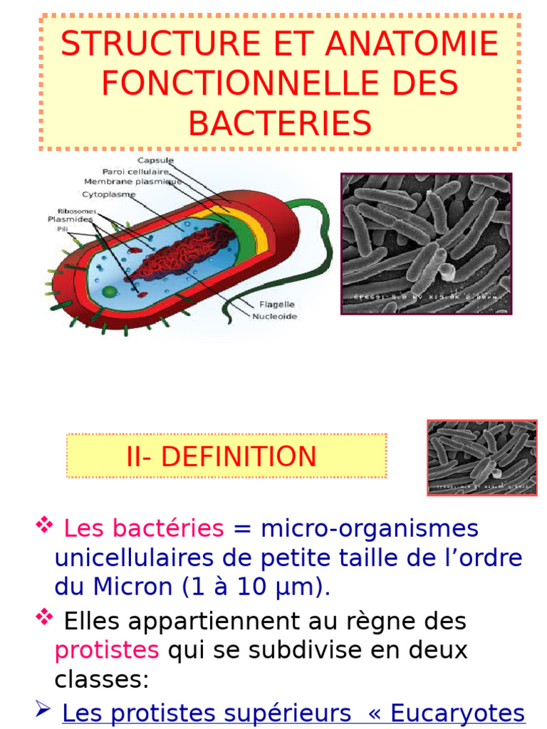 Anatomie et Structure des Bactéries | PDF | Bactérie | Cellule (Biologie)