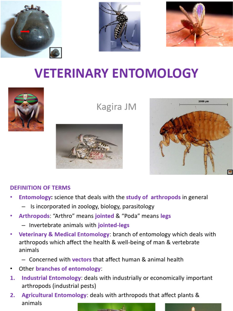 Lecture 7 - Introduction To Entomology + Anthropoda | PDF | Insects