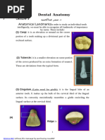 Anatomical Landmarks of Teeth | PDF | Dental Anatomy | Animal Anatomy