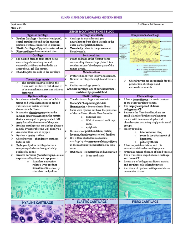 Human Histology Midterm Notes: Cartilage, Bone, Blood | PDF | Bone ...