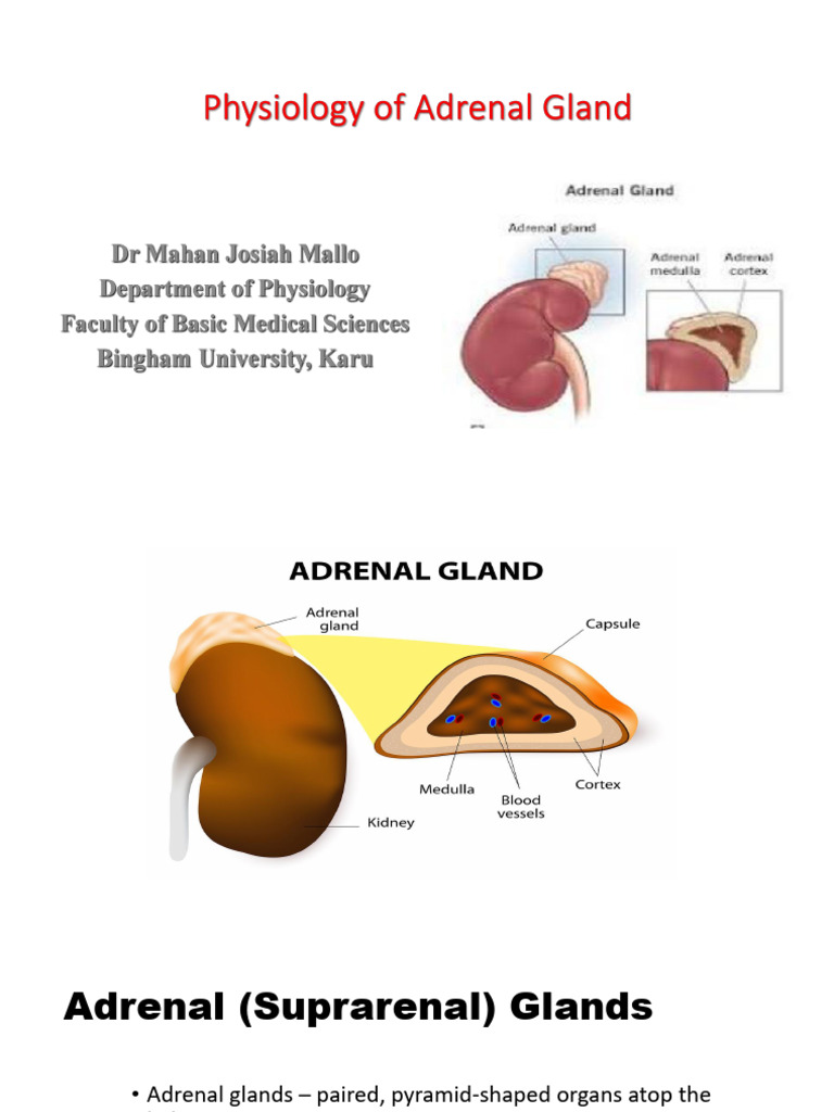 Overview of Adrenal Gland Functions | PDF | Adrenal Gland | Cortisol