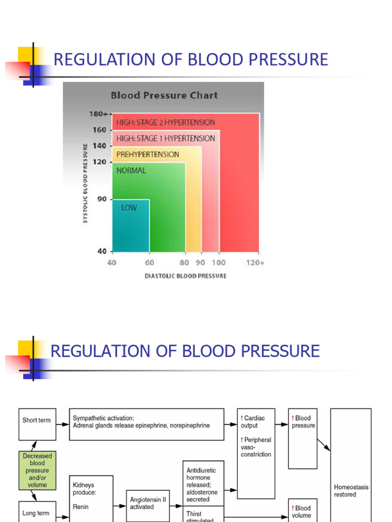 Blood Pressure Regulation Mechanisms | PDF | Physiology ...