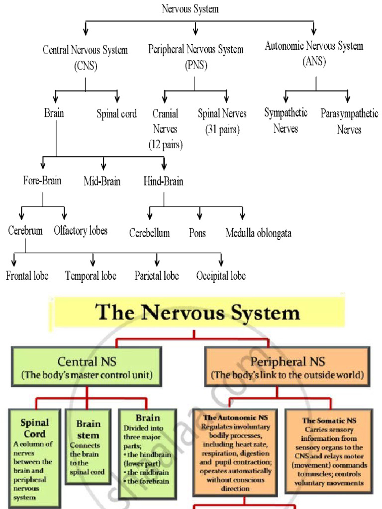Brain | PDF | Cerebrum | Thalamus