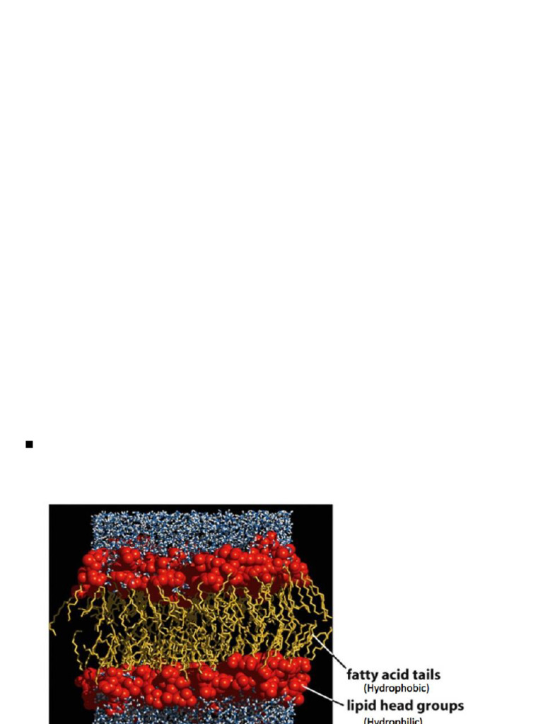 Cell Membrane - Part 2 | PDF | Lipid Bilayer | Cell Membrane